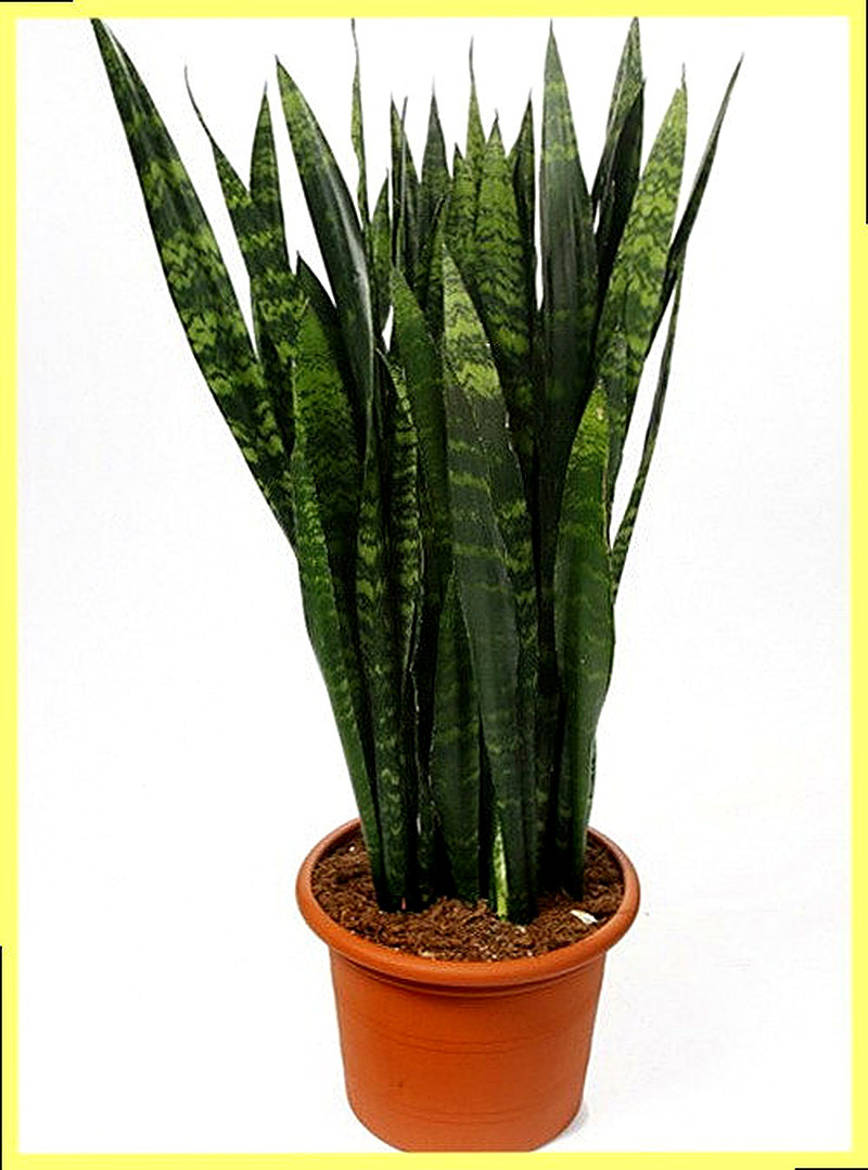 Сансевиерия польза и вред