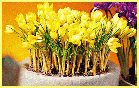 Крокусы выращивание и уход в домашних условиях