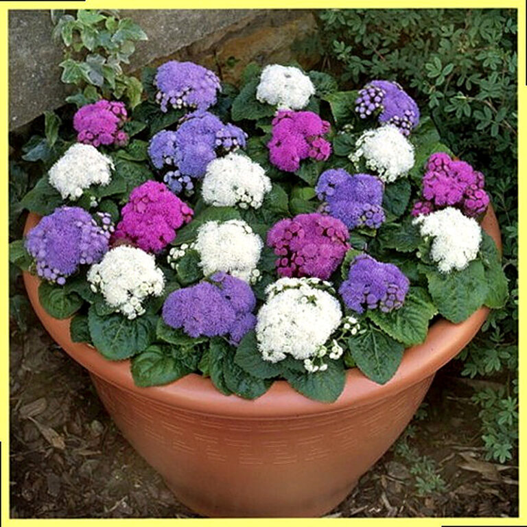 Агератум уход и выращивание