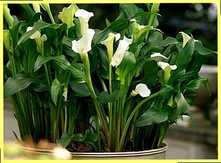 Калла выращивание и уход в домашних условиях