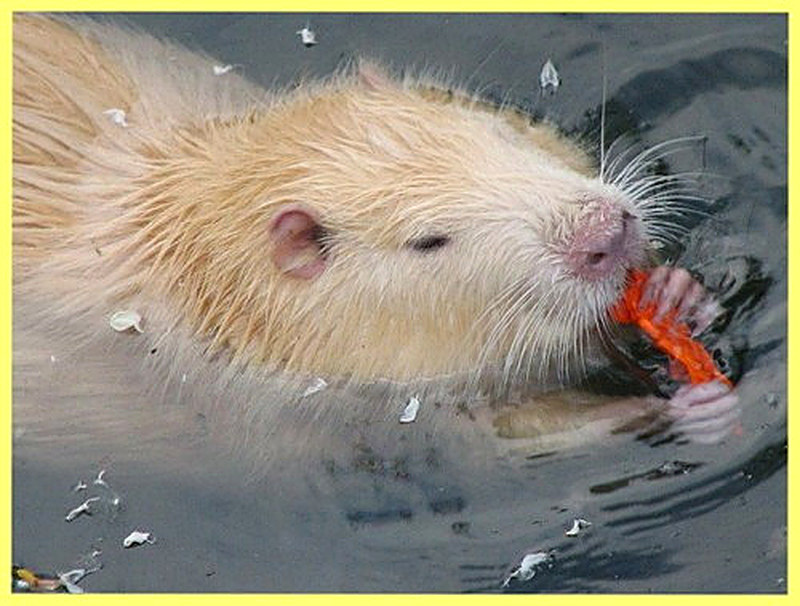 Нутрии разведение и содержание в домашних условиях