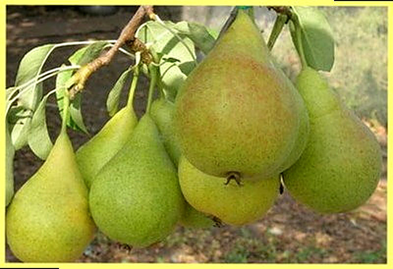 Сорт груш Конференция