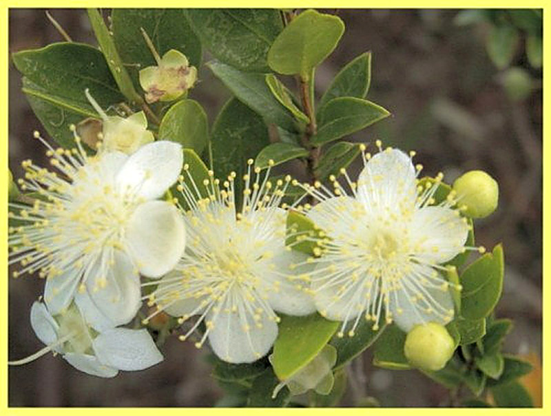 Мирт цветок фото