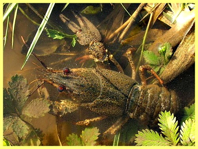 Как разводить раков в прудах