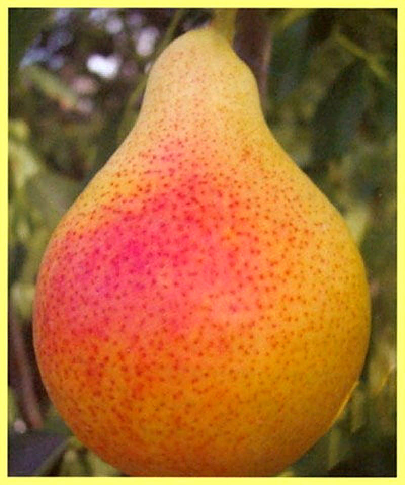 Сорт груш Клаппа