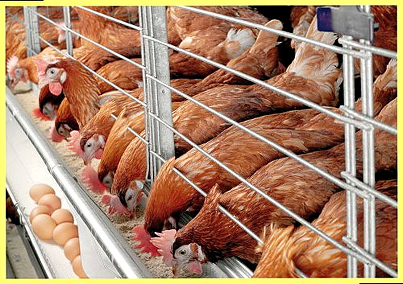 Яичный бизнес с чего начать