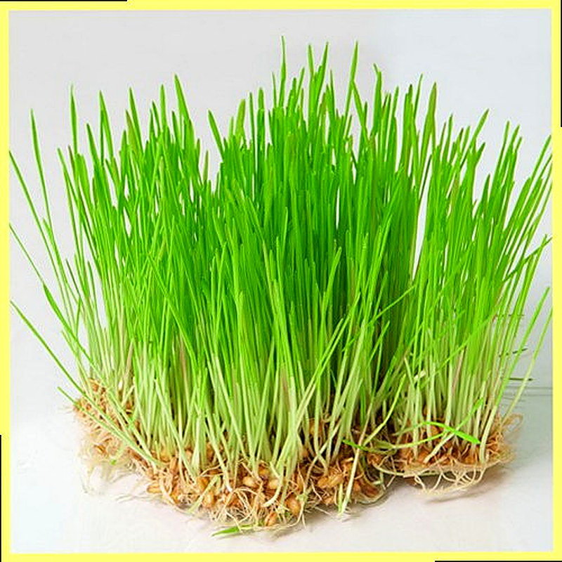 Витграсс правда вред и польза