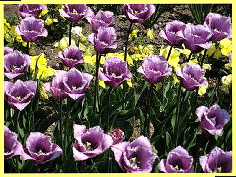 Раннецветущие тюльпаны фото