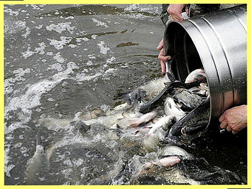 Как правильно зарыбить пруд