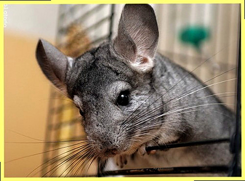 Шиншиллы размножение в домашних условиях