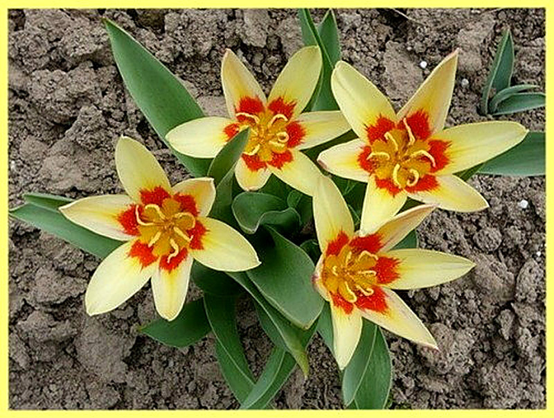 Тюльпан Кауфмана фото