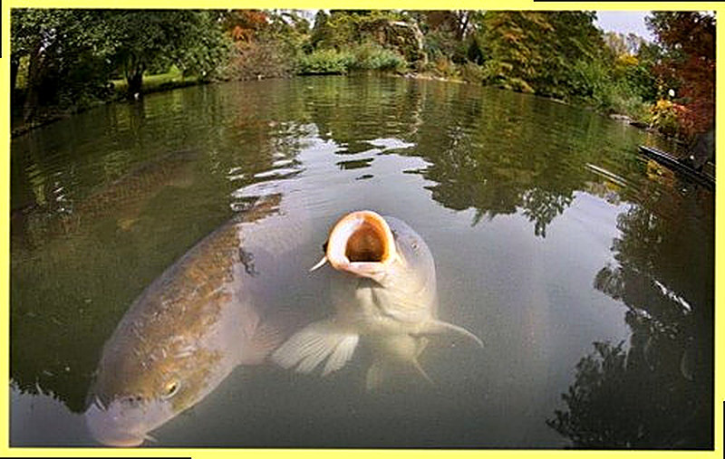 Создание карпового хозяйства