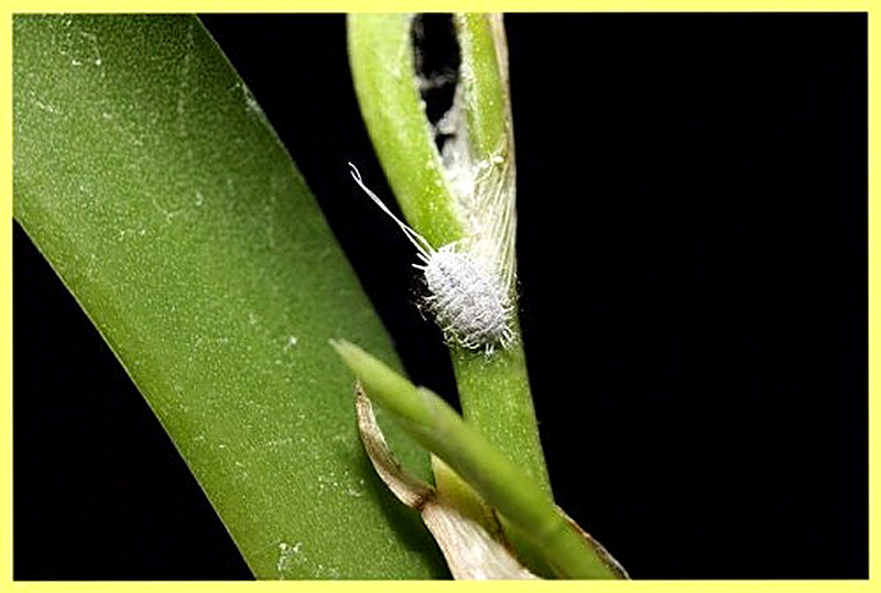 Вредители орхидей мучнистый червец