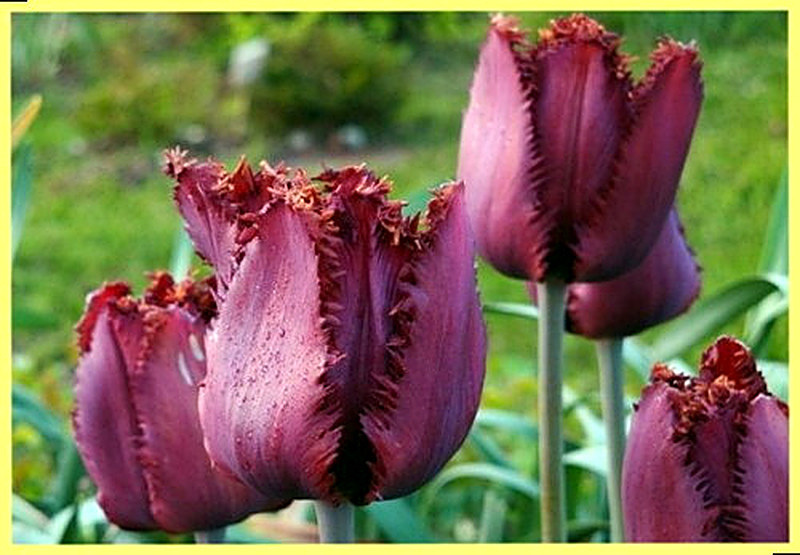 Сорт тюльпанов Black jewel