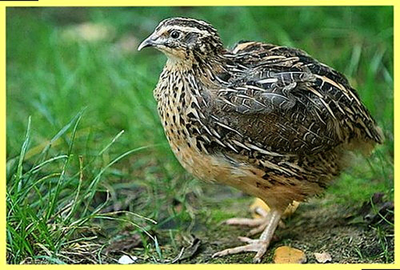 Перепела разведение как бизнес