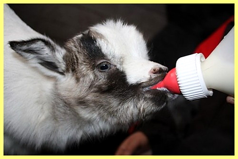 Кормление козлят с первых дней жизни