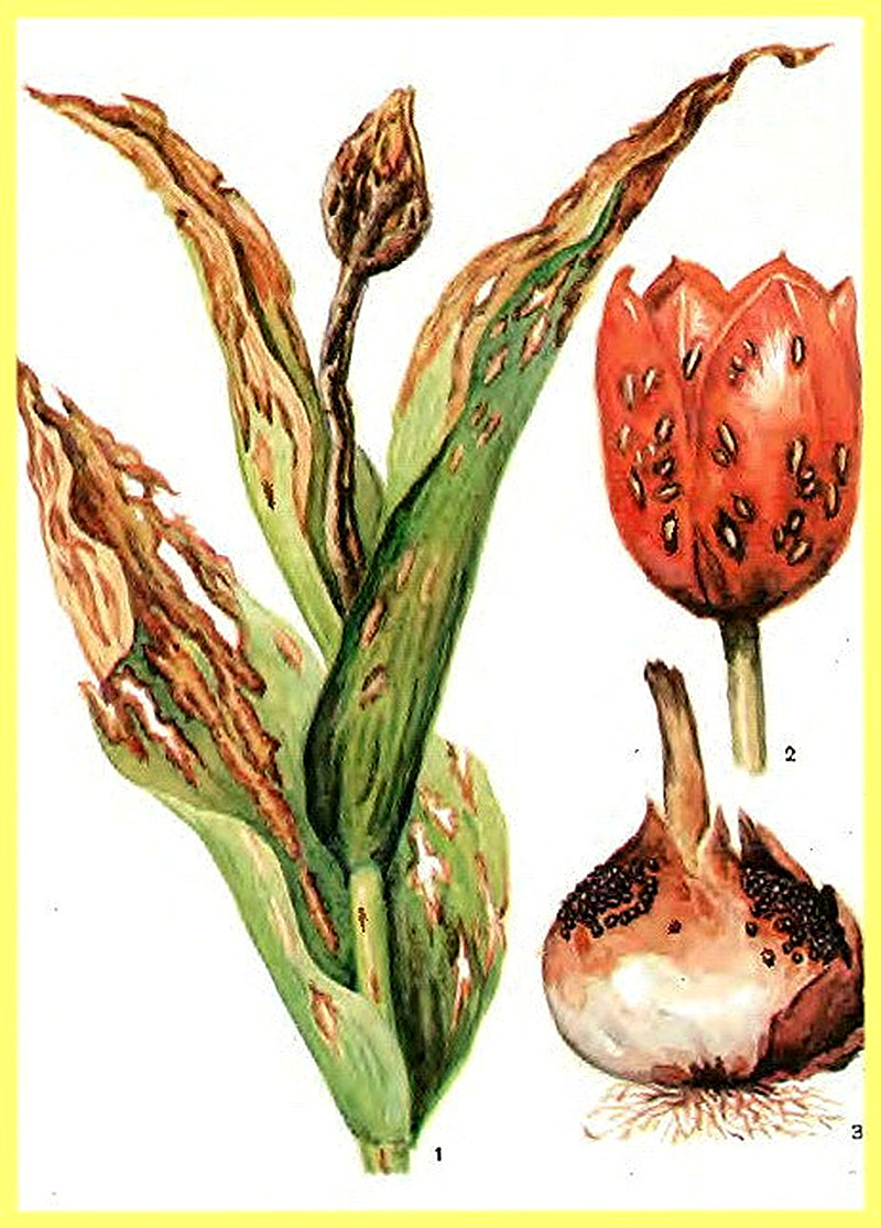 Болезни и вредители тюльпанов