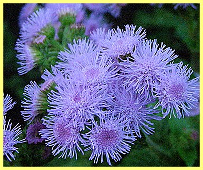 Агератум Голубая норка фото