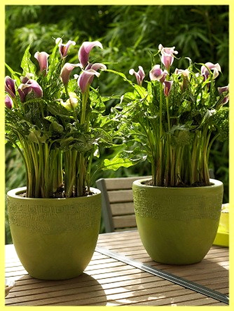 Как поливать каллы в горшке