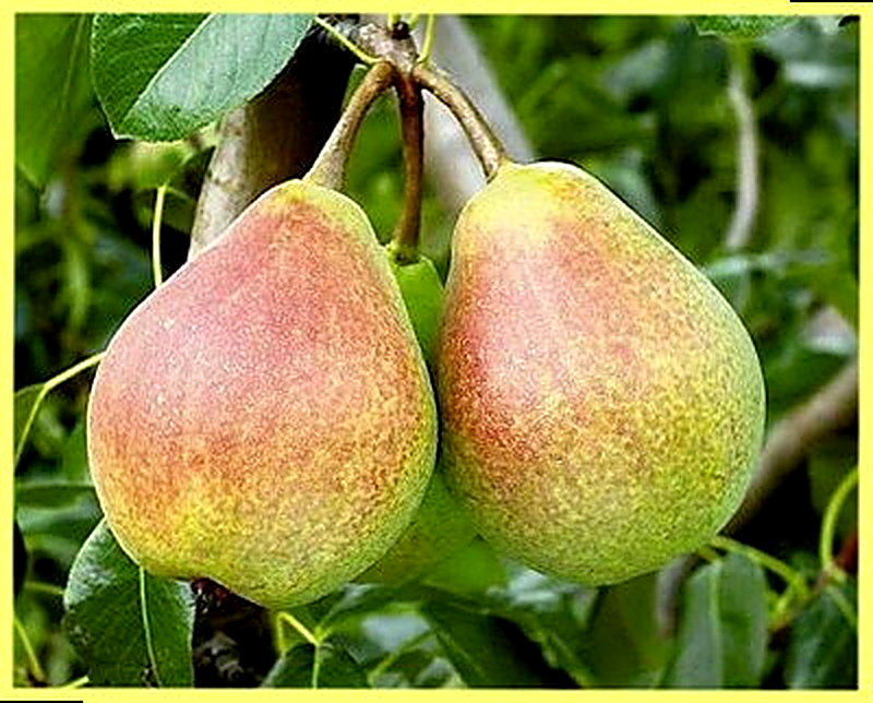 Сорт груш Любимица