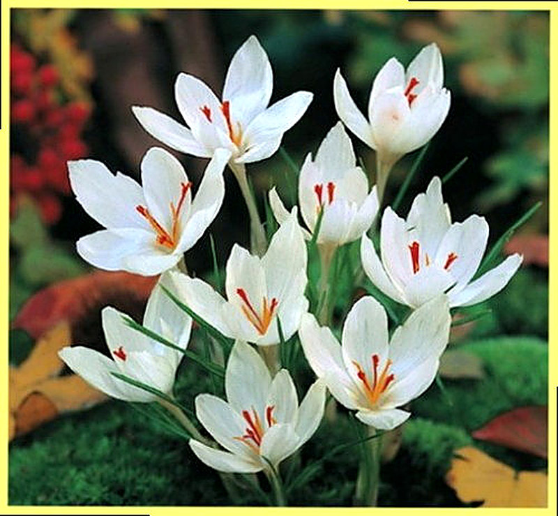 Крокус Альбус фото