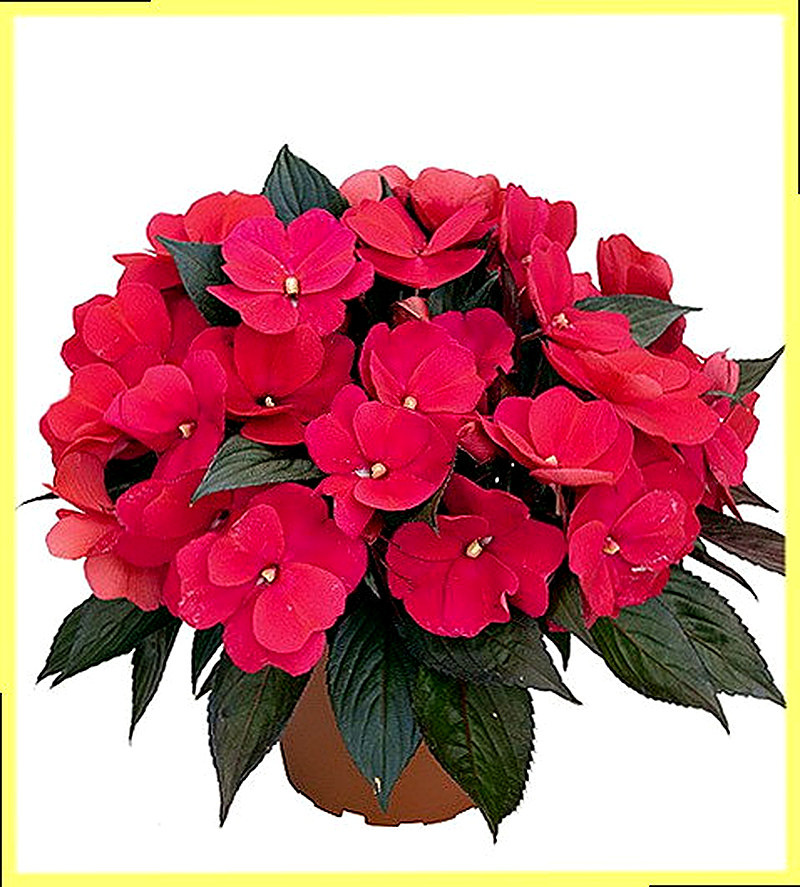 Бальзамин комнатный уход в домашних условиях