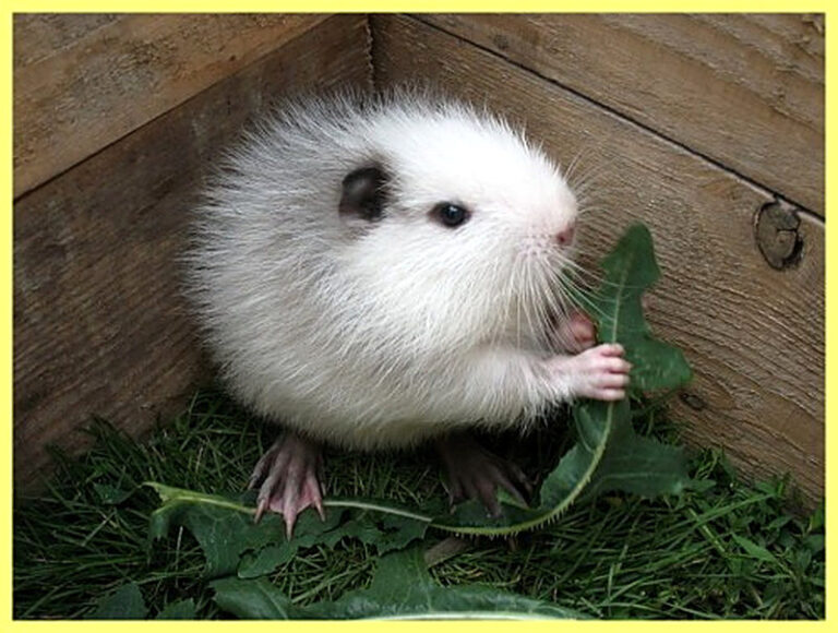 Разведение нутрий в домашних условиях с чего начать