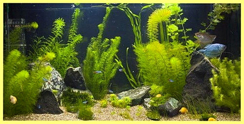 Элодея в аквариуме фото