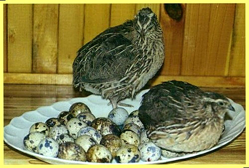 Когда начинают нестись перепелки