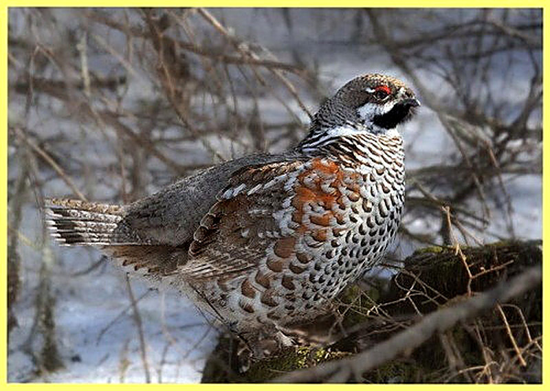 Как охотиться на рябчика весной