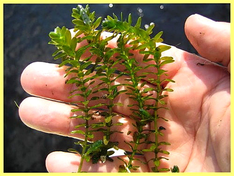 Элодея уход в домашних условиях