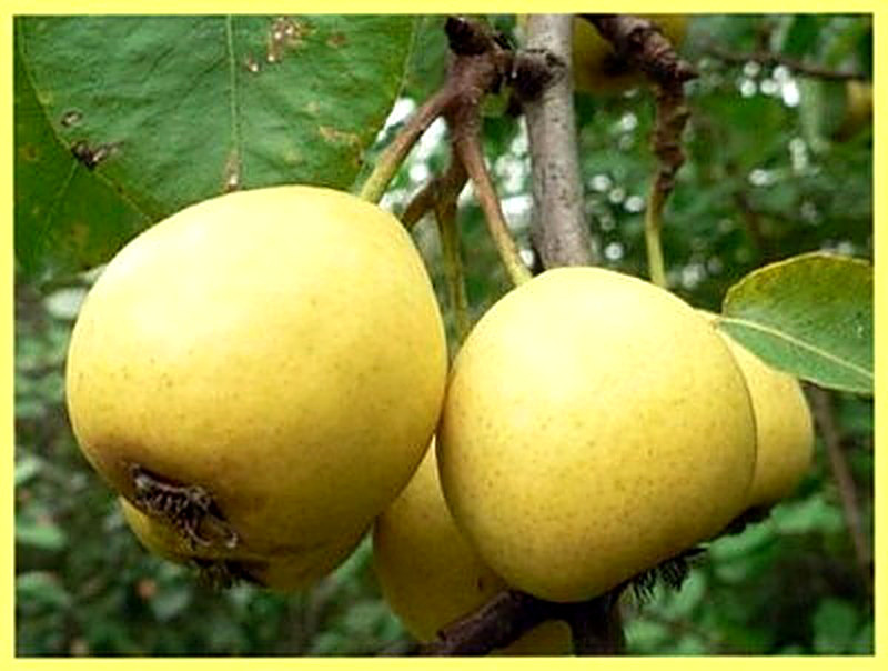 Сорт груш Лимонка