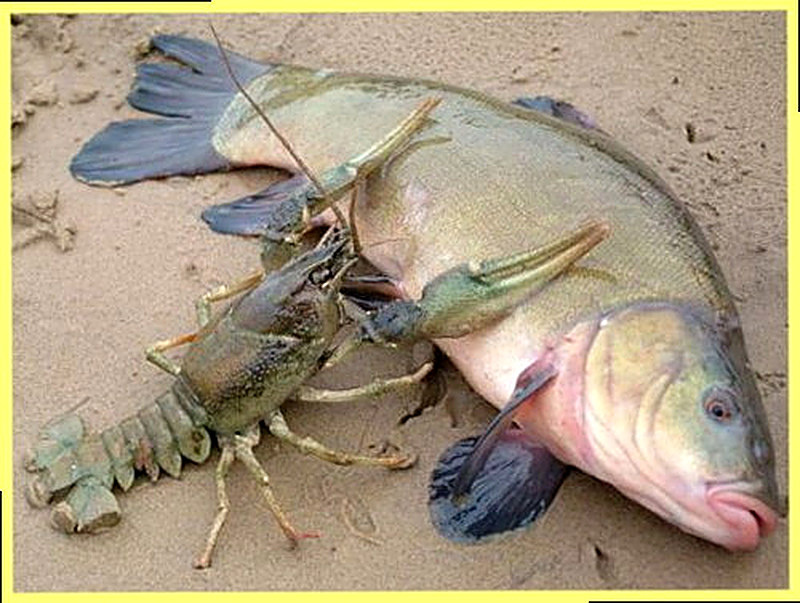 Чем кормить раков в домашних условиях