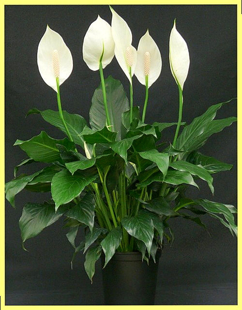 Спатифиллум известен еще как женское счастье