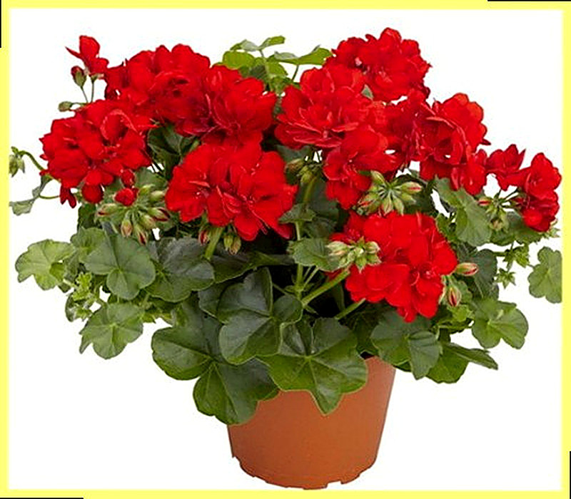 Полезные свойства герани комнатной