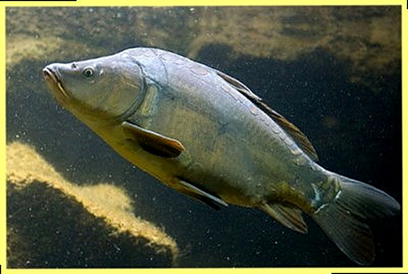 Голый капр фото