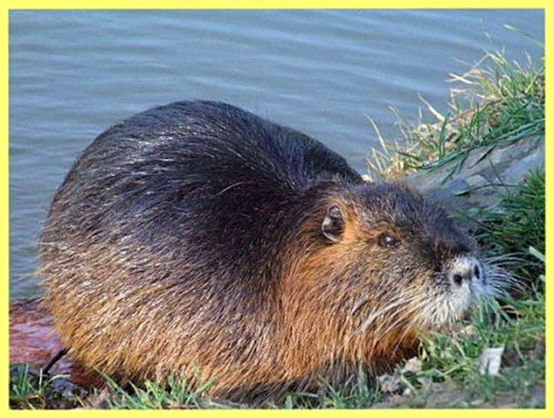 Нутрия разведение и уход а также размножение