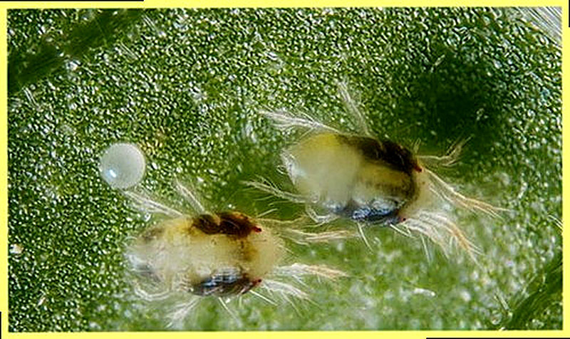 Вредители орхидей паутинные клещи