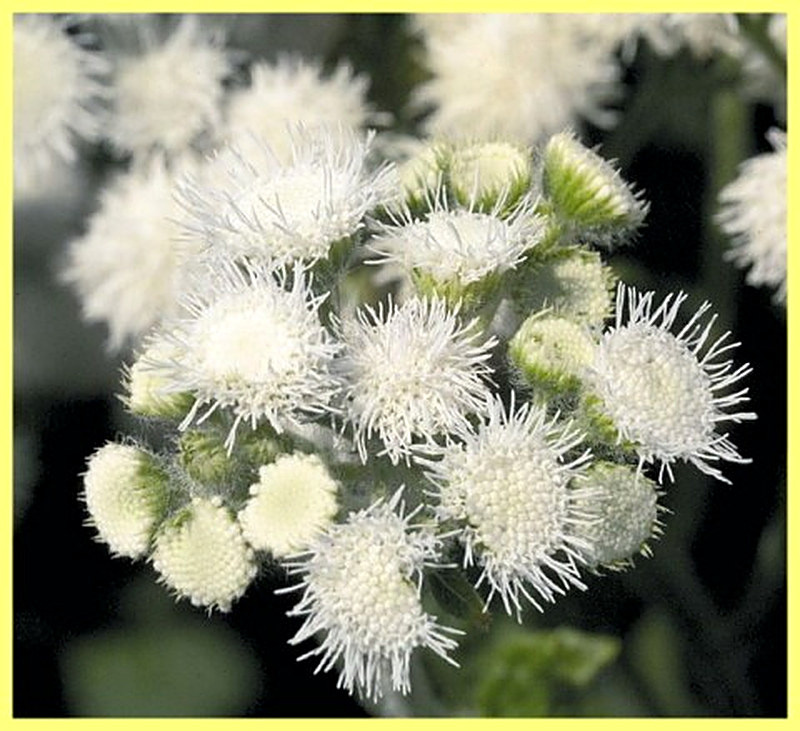 Агератум White Hawaii F1 фото