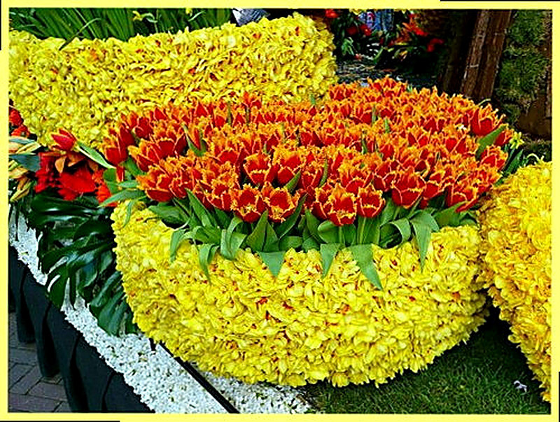 Махровые тюльпаны фото