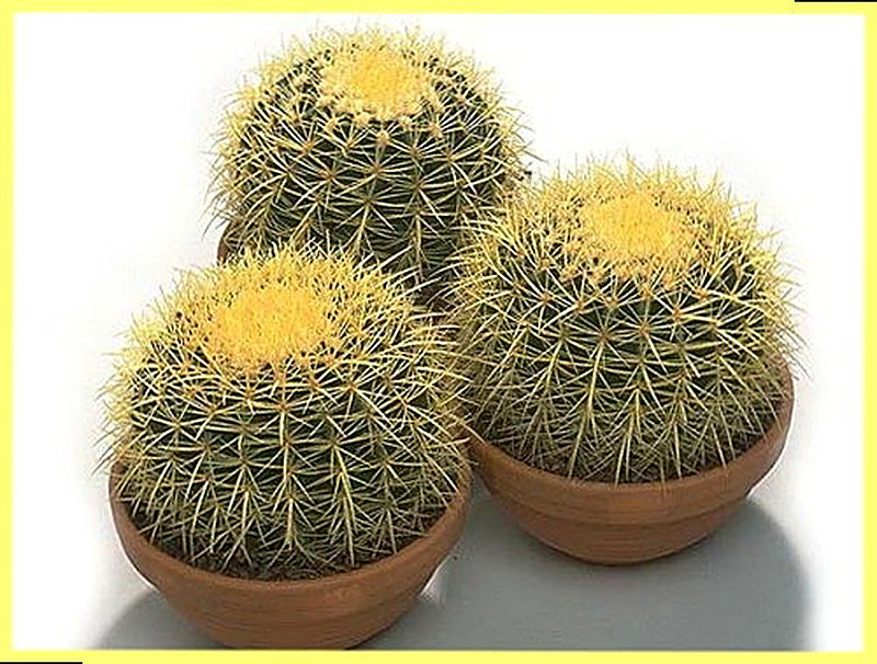Кактус польза и вред