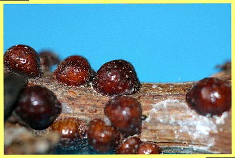 Вредители орхидей ложнощитовка