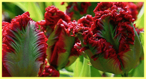 Попугайные тюльпаны фото