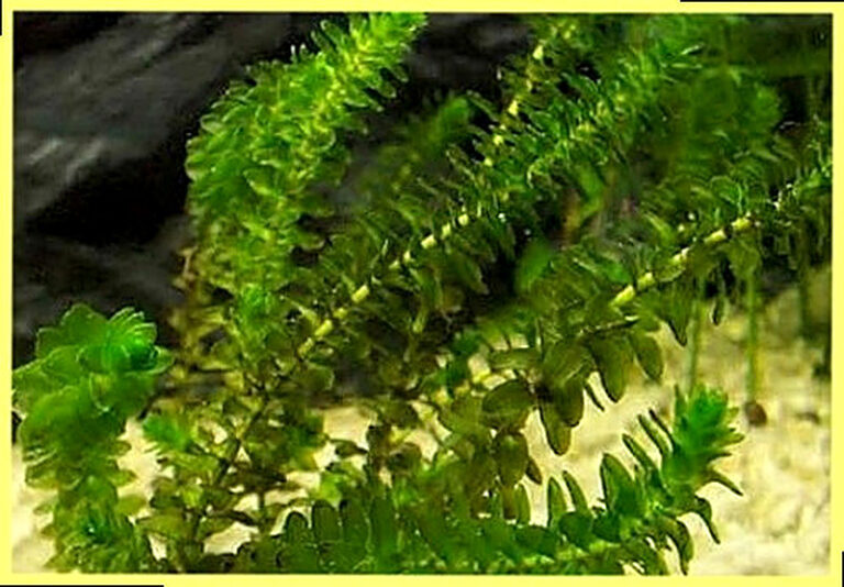 Элодея канадская фото