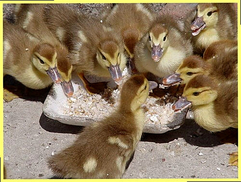 Как разводить уток в домашних условиях