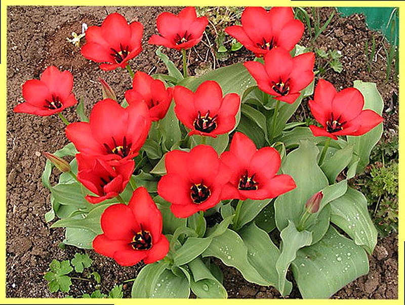 Тюльпан Фостера фото