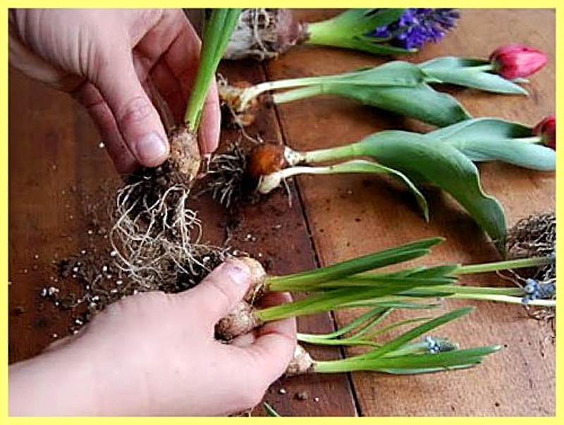 Тюльпаны размножение луковицами