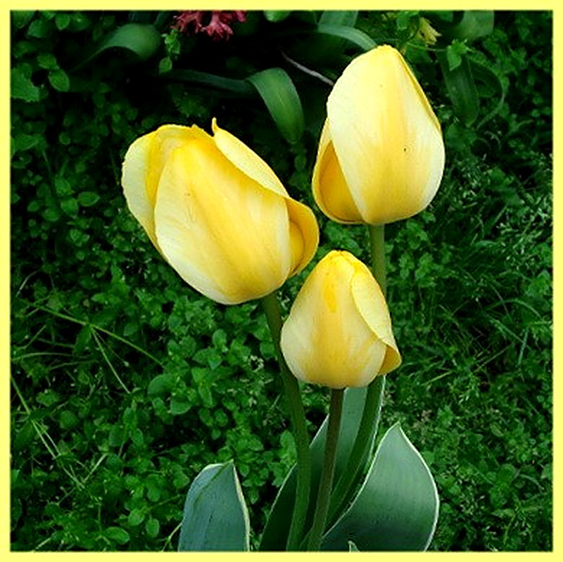 Гибриды тюльпанов фото