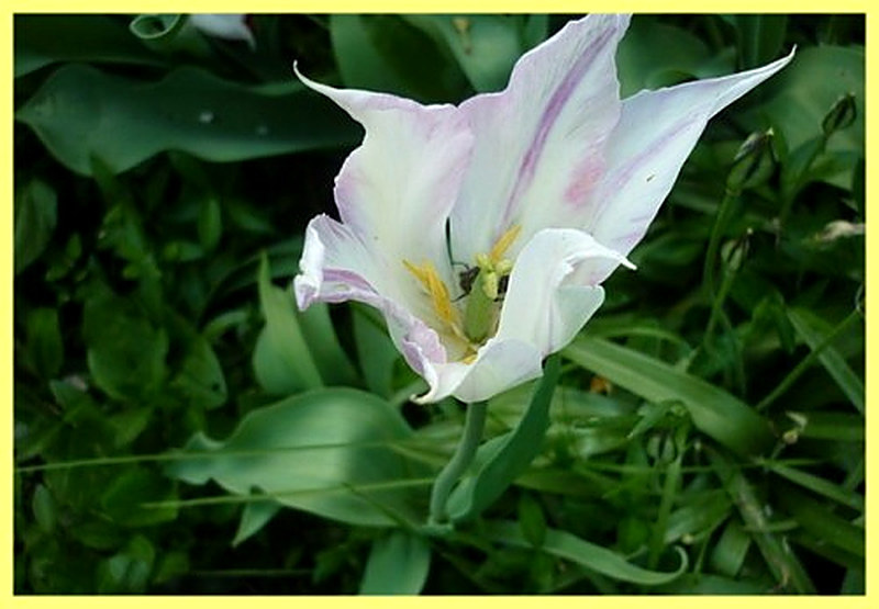 Сорт тюльпанов Майя фото