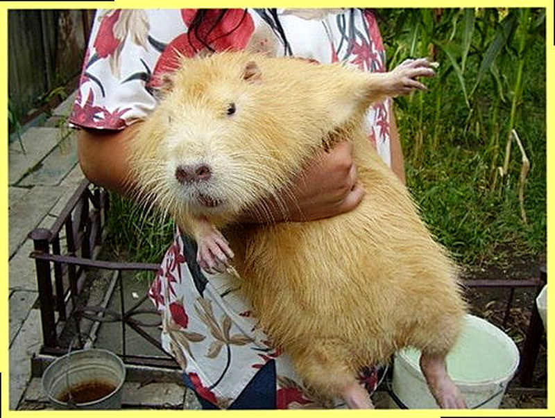 Разведение нутрий в домашних условиях как бизнес